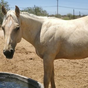 Meet your Posher, Allison